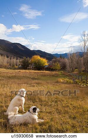 Stock Photo - Sheepdogs resting in grass at farm. Fotosearch