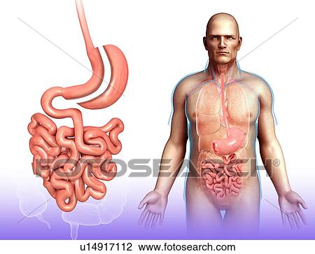 Sleeve gastrectomy, illustration View Large Photo Image Stock Image - Sleeve gastrectomy, illustration. Fotosearch