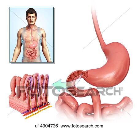 Stock Photograph - Small intestine anatomy, illustration. Fotosearch