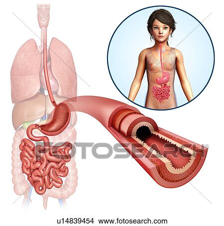 Picture - Small intestine, illustration. Fotosearch
