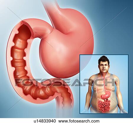 Stock Image - Small intestine, illustration. Fotosearch