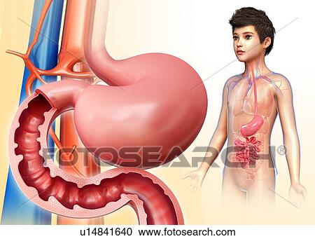 Stock Image - Small intestine, illustration. Fotosearch