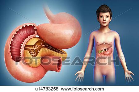 Stock Photo - Small intestine, illustration. Fotosearch