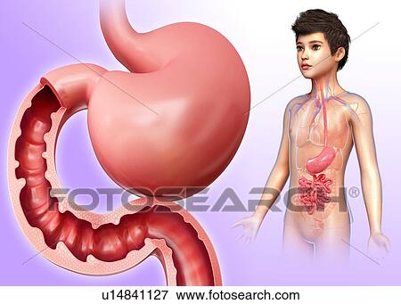 Stock Photo - Small intestine, illustration. Fotosearch