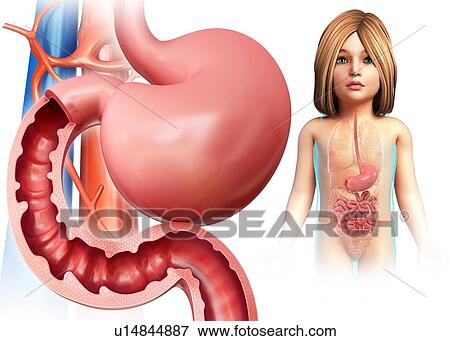 Stock Photo - Small intestine, illustration. Fotosearch