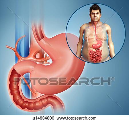 Stock Photograph - Small intestine, illustration. Fotosearch