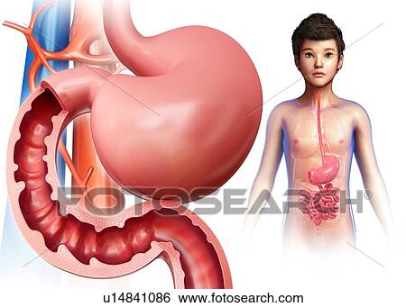 Small intestine, illustration View Large Photo Image Stock Photograph - Small intestine, illustration. Fotosearch