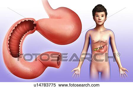 Stock Photography - Small intestine, illustration. Fotosearch