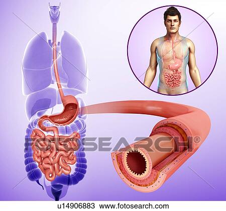 Small intestine layers, illustration View Large Photo Image Stock Image - Small intestine layers, illustration. Fotosearch
