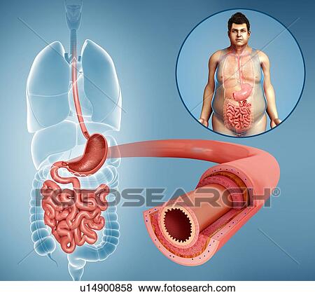 Stock Photo - Small intestine layers, illustration. Fotosearch