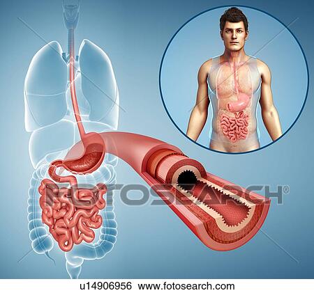Stock Photograph - Small intestine layers, illustration. Fotosearch