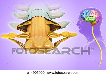 Spinal cord anatomy, illustration View Large Photo Image Stock Image - Spinal cord anatomy, illustration. Fotosearch