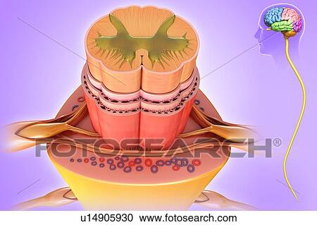 Stock Image - Spinal cord anatomy, illustration. Fotosearch