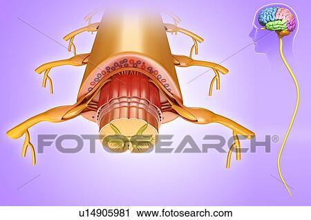 Spinal cord anatomy, illustration View Large Photo Image Stock Image - Spinal cord anatomy, illustration. Fotosearch