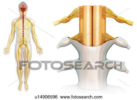 Stock Photograph - Spinal cord anatomy, illustration. Fotosearch