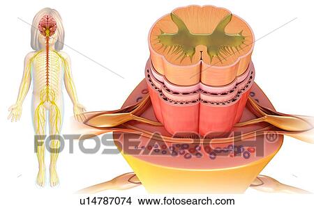 Spinal cord cross-section, illustration View Large Photo Image Picture - Spinal cord cross-section, illustration. Fotosearch