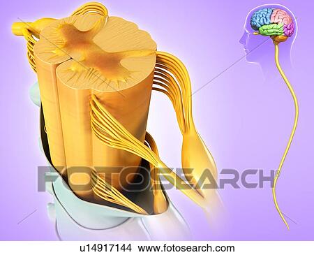 Picture - Spinal cord cross-section, illustration. Fotosearch