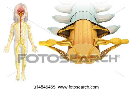 Stock Photography - Spinal cord, illustration. Fotosearch