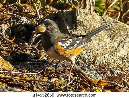 Stock Photograph - Spotted Towhee. Fotosearch