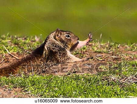 Squirrel View Large Photo Image Stock Photo - Squirrel. Fotosearch