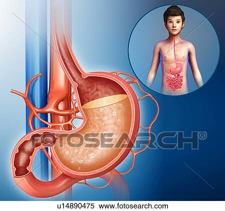 Stock Photography - Stomach acidity, illustration. Fotosearch