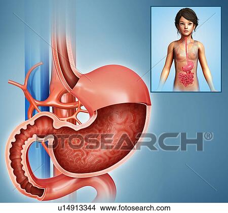 Picture - Stomach and duodenum, illustration. Fotosearch