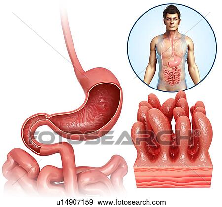 Stock Photo - Stomach and duodenum, illustration. Fotosearch