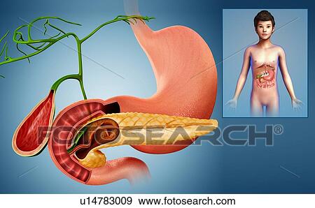 Stock Photo - Stomach and pancreas, illustration. Fotosearch
