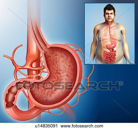 Stock Image - Stomach cross-section, illustration. Fotosearch