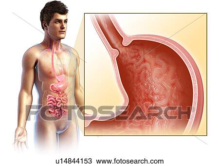 Stock Image - Stomach cross-section, illustration. Fotosearch