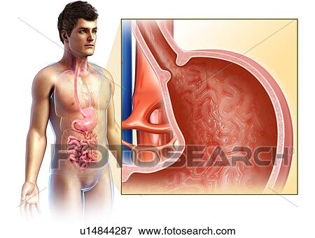 Stock Photo - Stomach cross-section, illustration. Fotosearch