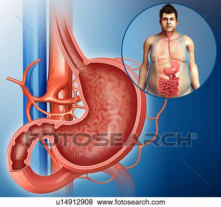 Stock Photo - Stomach cross-section, illustration. Fotosearch