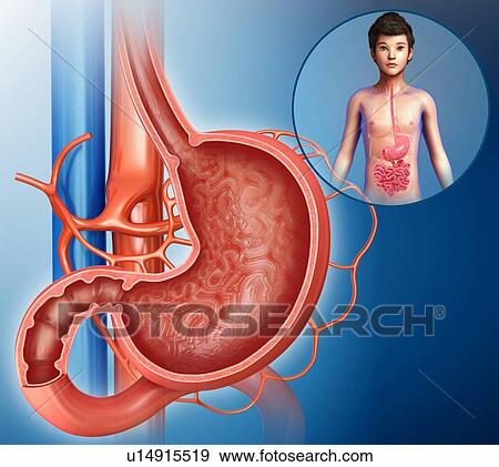 Stomach cross-section, illustration View Large Photo Image Stock Photo - Stomach cross-section, illustration. Fotosearch