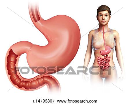 Stomach, illustration View Large Photo Image Stock Photo - Stomach, illustration. Fotosearch