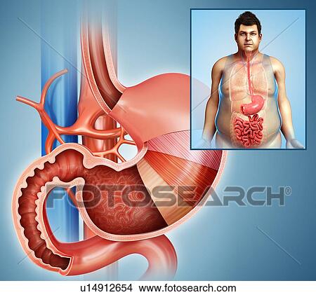 Picture - Stomach layers, illustration. Fotosearch