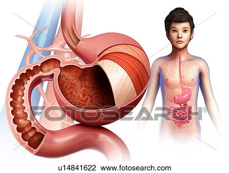 Stock Image - Stomach layers, illustration. Fotosearch
