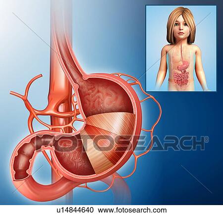 Stock Image - Stomach layers, illustration. Fotosearch