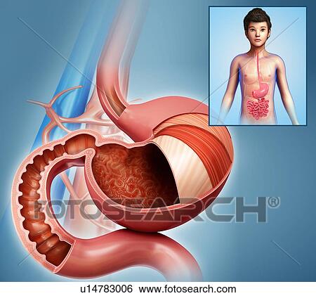 Stock Photograph - Stomach layers, illustration. Fotosearch