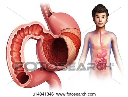 Stomach layers, illustration View Large Photo Image Stock Photograph - Stomach layers, illustration. Fotosearch
