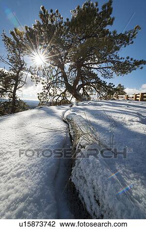 Sunbeams breaking through tree branches in winter View Large Photo Image Stock Image - Sunbeams breaking through tree branches in winter. Fotosearch