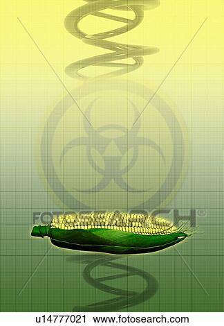 Stock Image - Sweet corn with DNA. Fotosearch