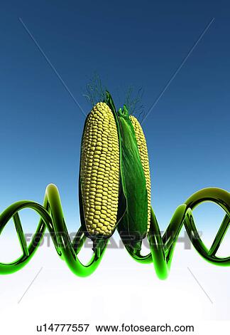 Sweet corn with DNA View Large Photo Image Stock Photo - Sweet corn with DNA. Fotosearch