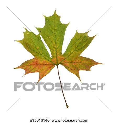Stock Image - Sycamore leaf. Fotosearch