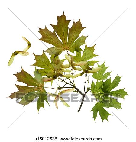 Sycamore leaves View Large Photo Image Stock Photo - Sycamore leaves. Fotosearch