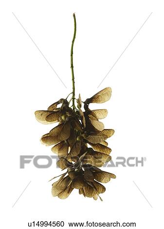 Stock Image - Sycamore seed. Fotosearch