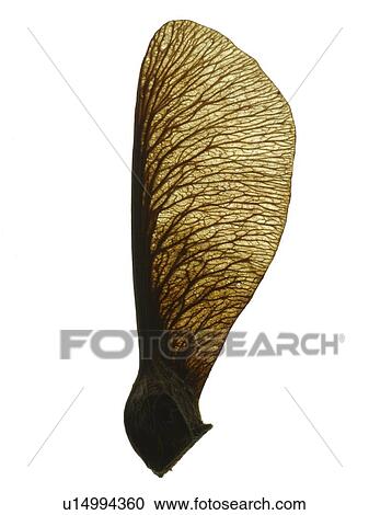 Sycamore seeds View Large Photo Image Stock Image - Sycamore seeds. Fotosearch