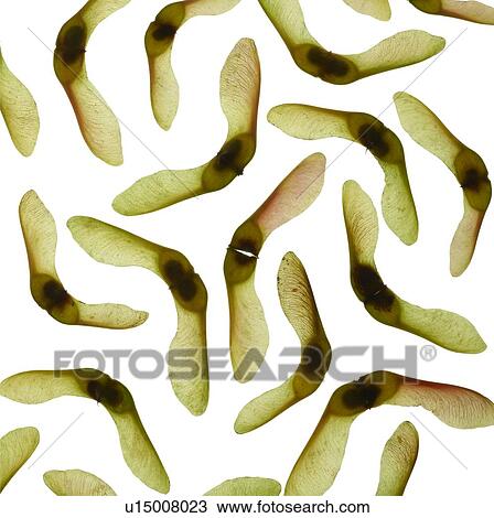 Sycamore seeds View Large Photo Image Stock Image - Sycamore seeds. Fotosearch