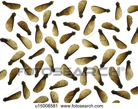Stock Image - Sycamore seeds. Fotosearch