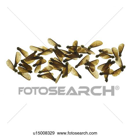 Stock Photo - Sycamore seeds. Fotosearch