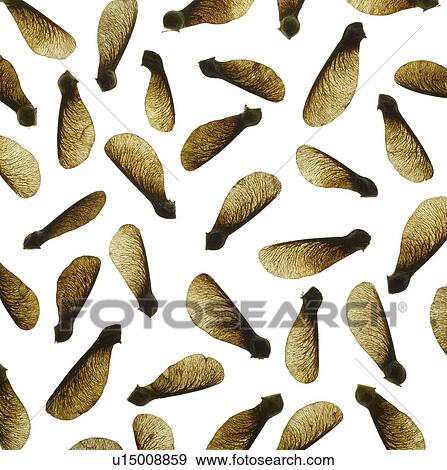 Stock Photo - Sycamore seeds. Fotosearch
